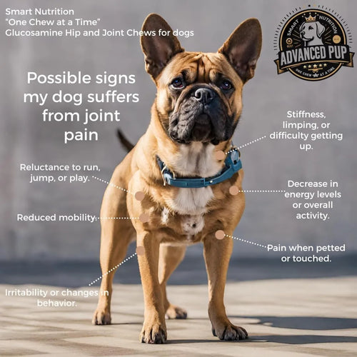 Suplemento Articular Condroitina Msm Cúrcuma Para Perros Alivia Dolor Y Rigidez