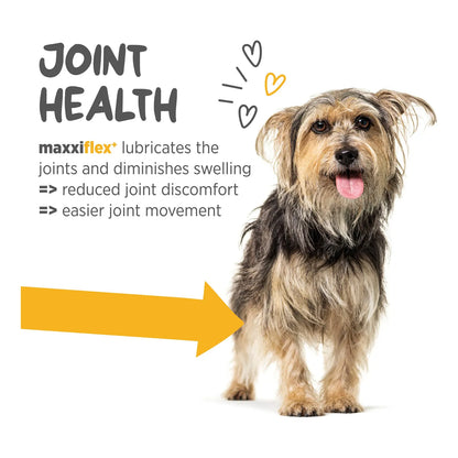 Maxxiflex+ Suplemento Para Perros Con Glucosamina Condroitina MSM Alivia Dolor Articulaciones