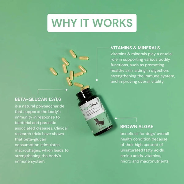 Capsulas De Vitaminas Y Minerales Para Perros Apoyo Inmunologico Y Salud Optima