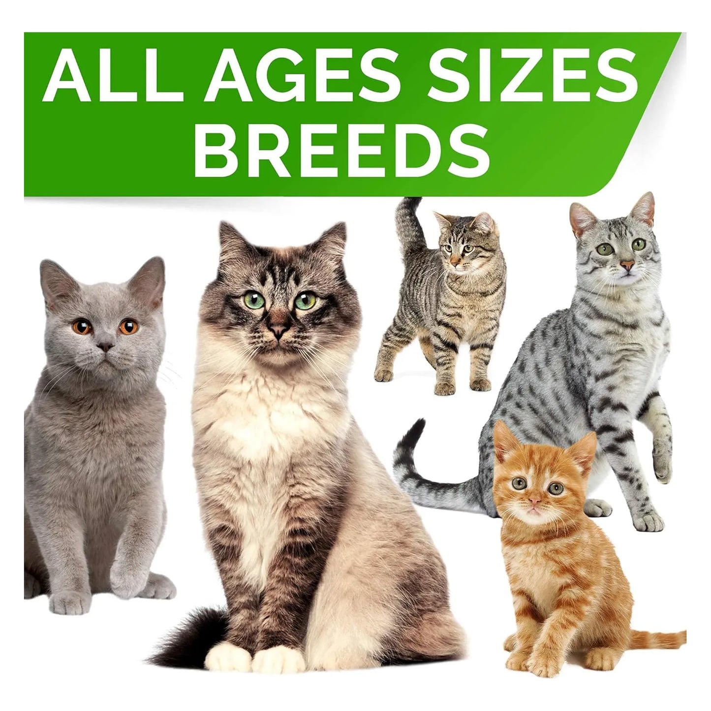 Probióticos En Polvo Para Perros Y Gatos Con Enzimas Digestivas Alivia Diarrea Y Malestar Estomacal