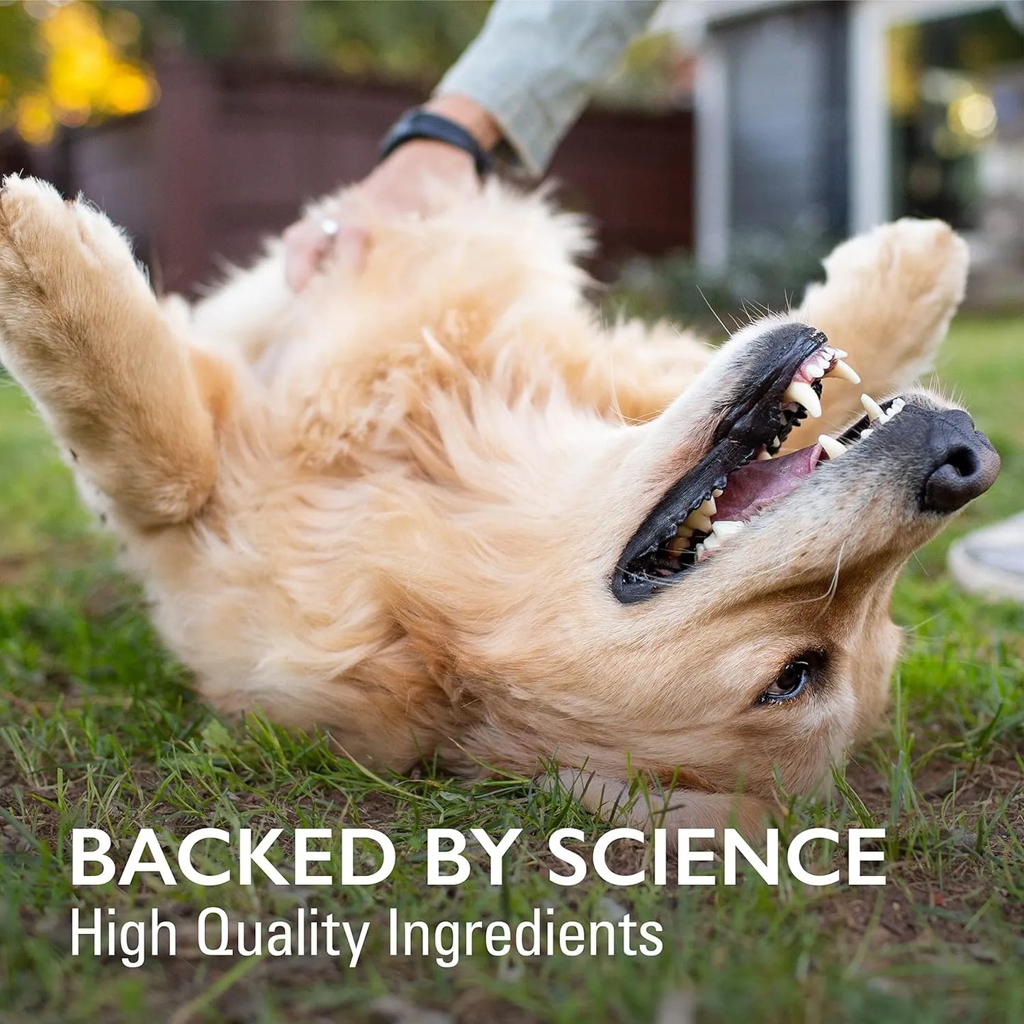 Suplemento Inmunologico Para Perros Con Beta Glucanos Y Omega 3 Nutramax Imuquin 30 Sobres