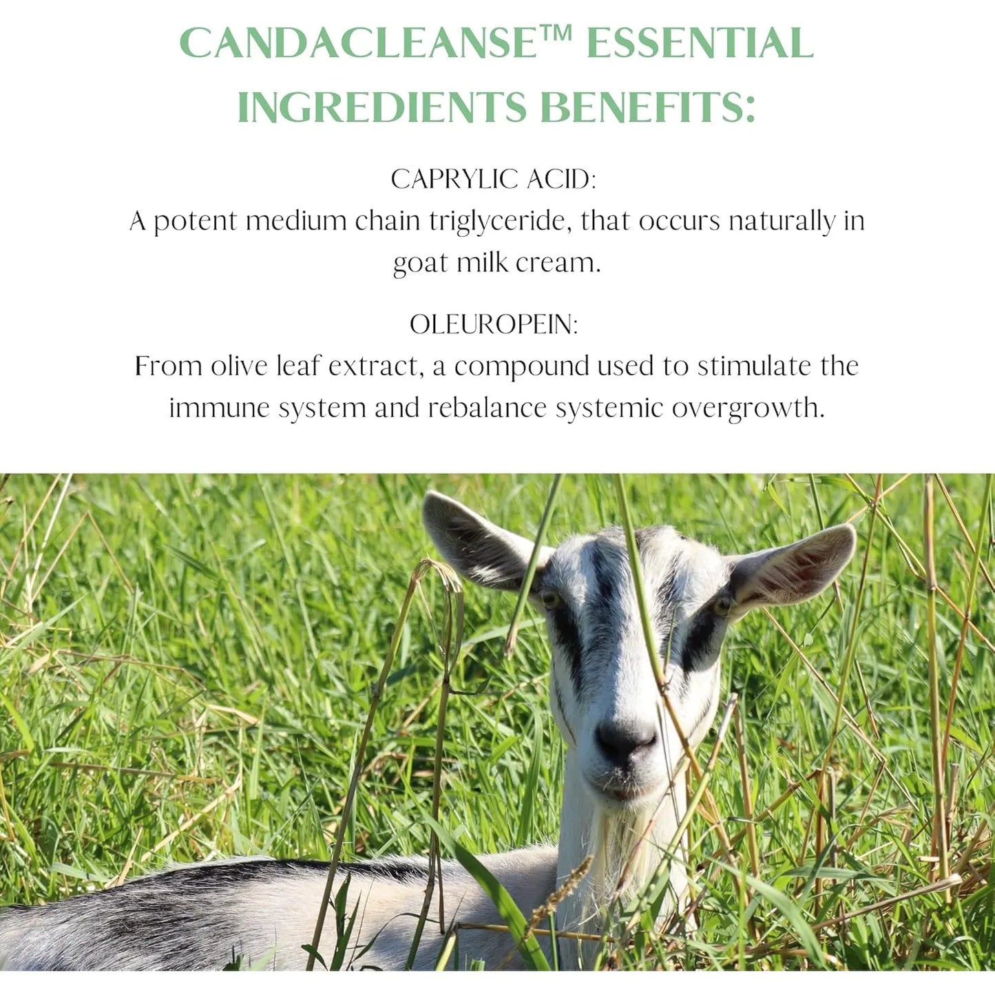 CandaCleanse Soporte Digestivo Con Enzimas Y Hierbas Naturales