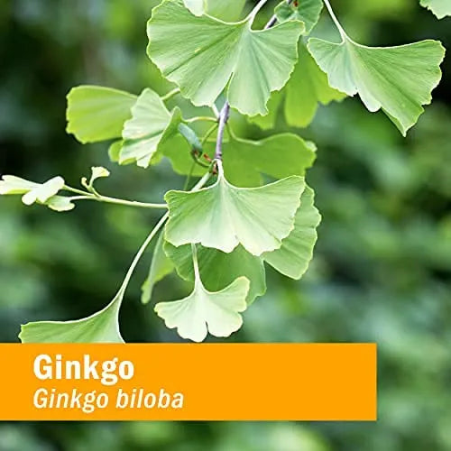 Extracto Organico De Ginkgo 30 Ml Para Mejorar Memoria Y Concentracion Certificado