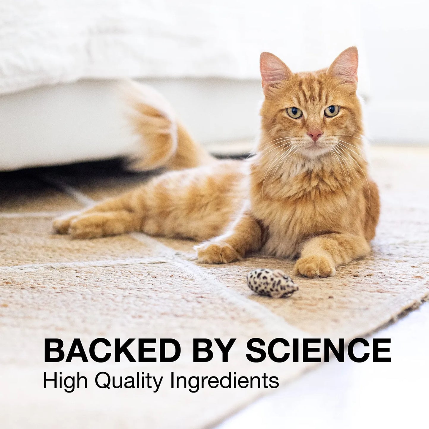 Denosyl Para Perros Pequeños Y Gatos Apoyo Hepático Y Cognitivo 30 Tabletas
