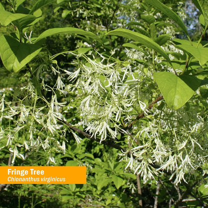 Extracto Liquido Fringe Tree 30 Ml Apoyo Sistema Digestivo