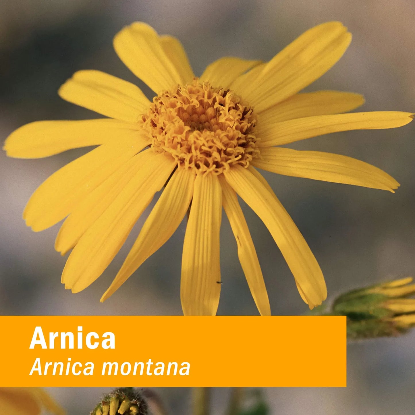 Extracto Líquido De Árnica Orgánico Certificado Para Alivio Del Dolor 1 Onza