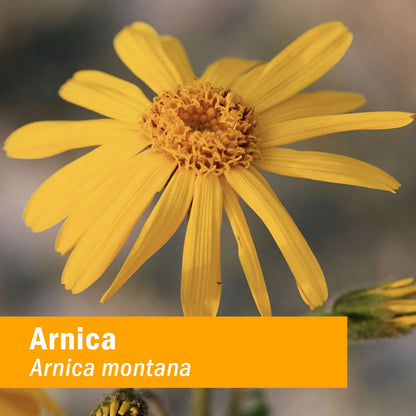 Extracto Líquido De Árnica Orgánico Certificado Para Alivio Del Dolor 1 Onza