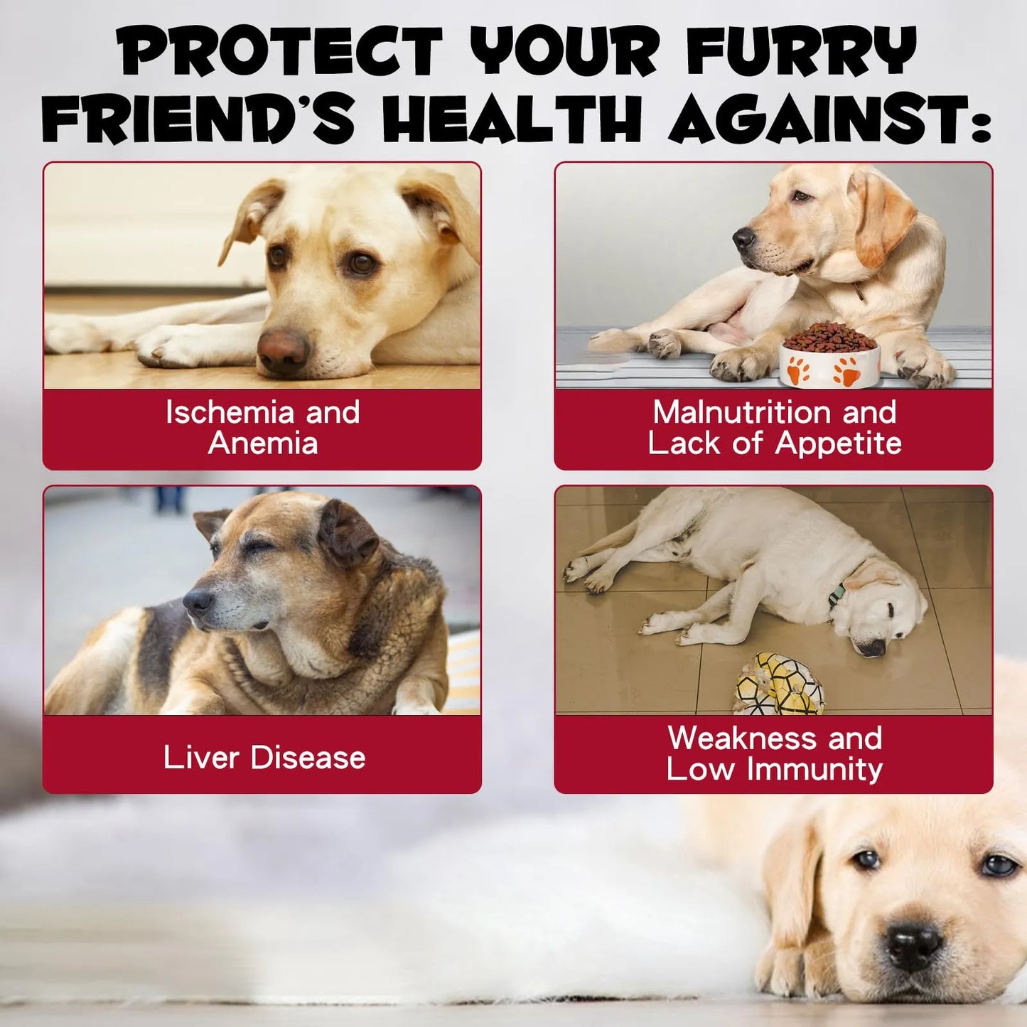 Hierro Líquido Para Perros Con Folato Y B12 Combate Anemia Y Aumenta Energía