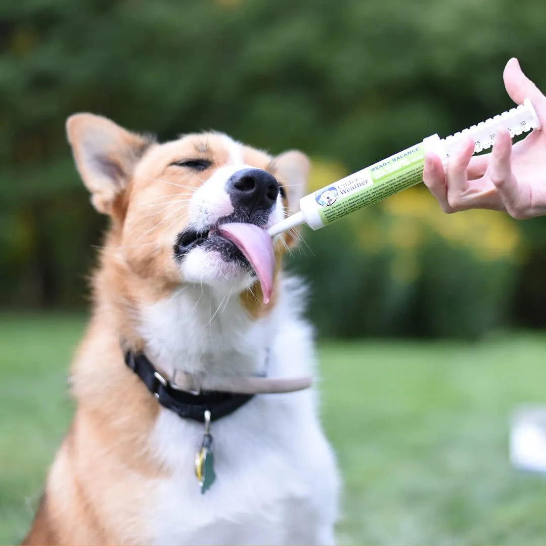Gel Probiótico Y Prebiótico Oral Para Perros Equilibrio Digestivo Sabor Coco
