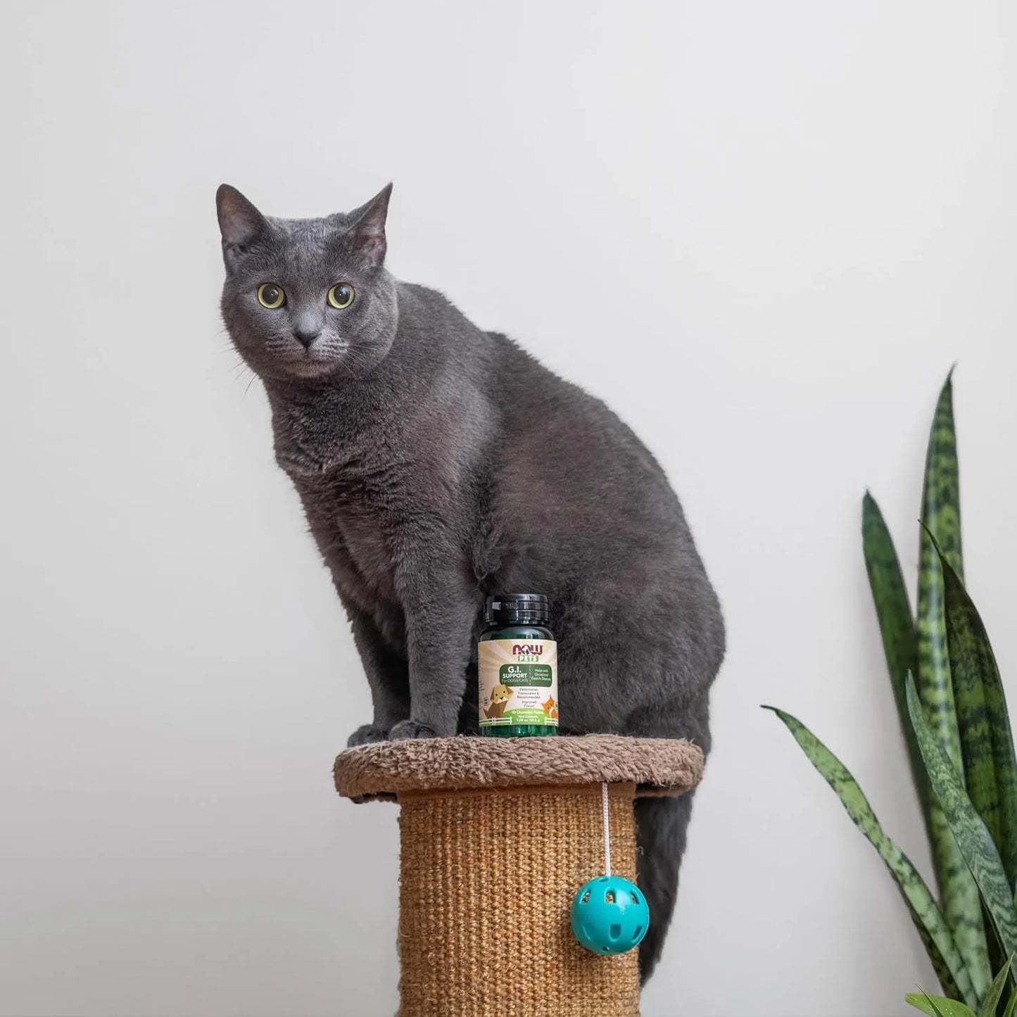 Suplemento Digestivo Para Mascotas NOW Pets G.I. Support 90 Tabletas Masticables