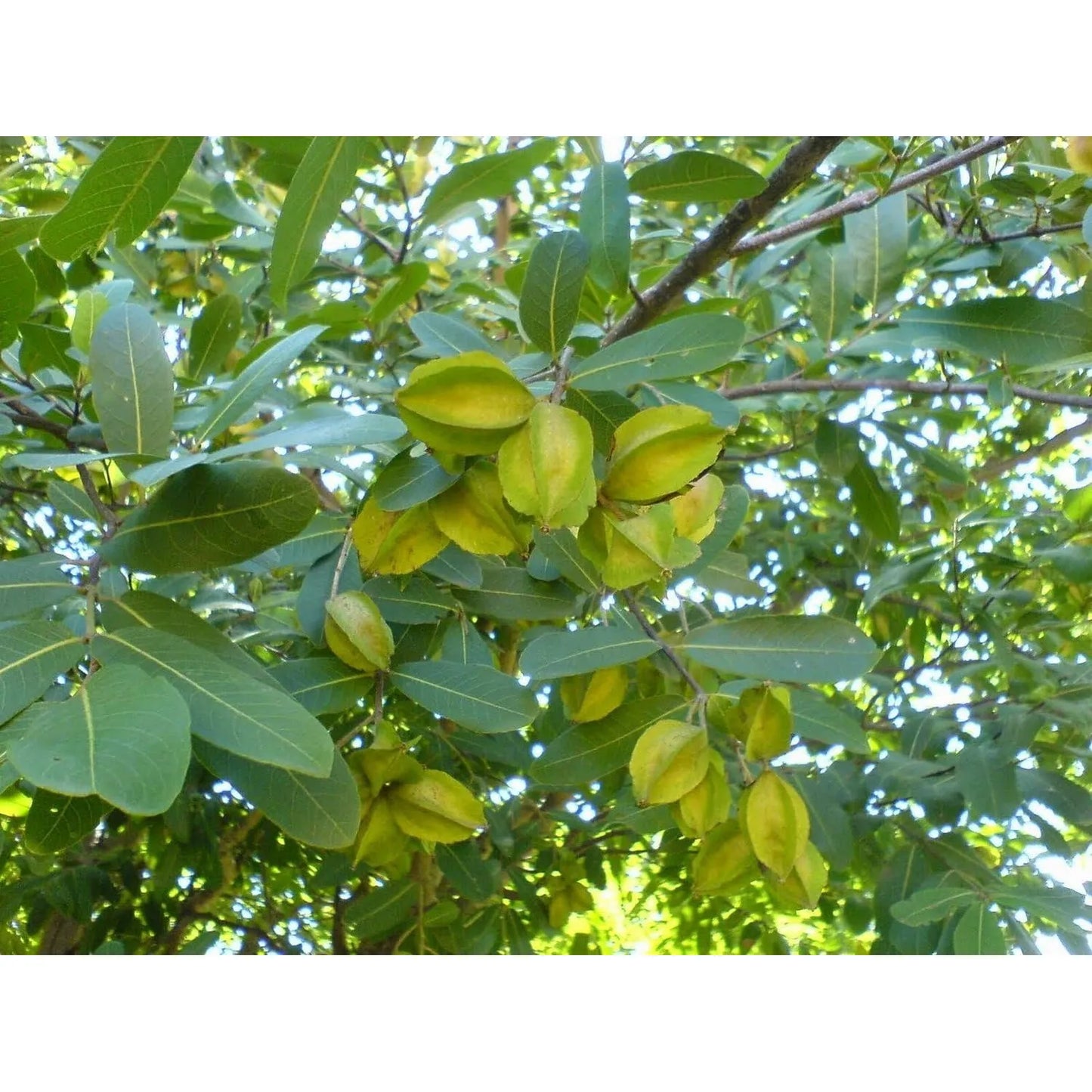 Arjuna Supreme Triperina Suplemento Cardiovascular 120 Cápsulas Veganas Alta Potencia