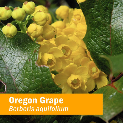 Extracto Líquido De Raíz De Uva De Oregon 120ml Absorción Rápida Y Natural