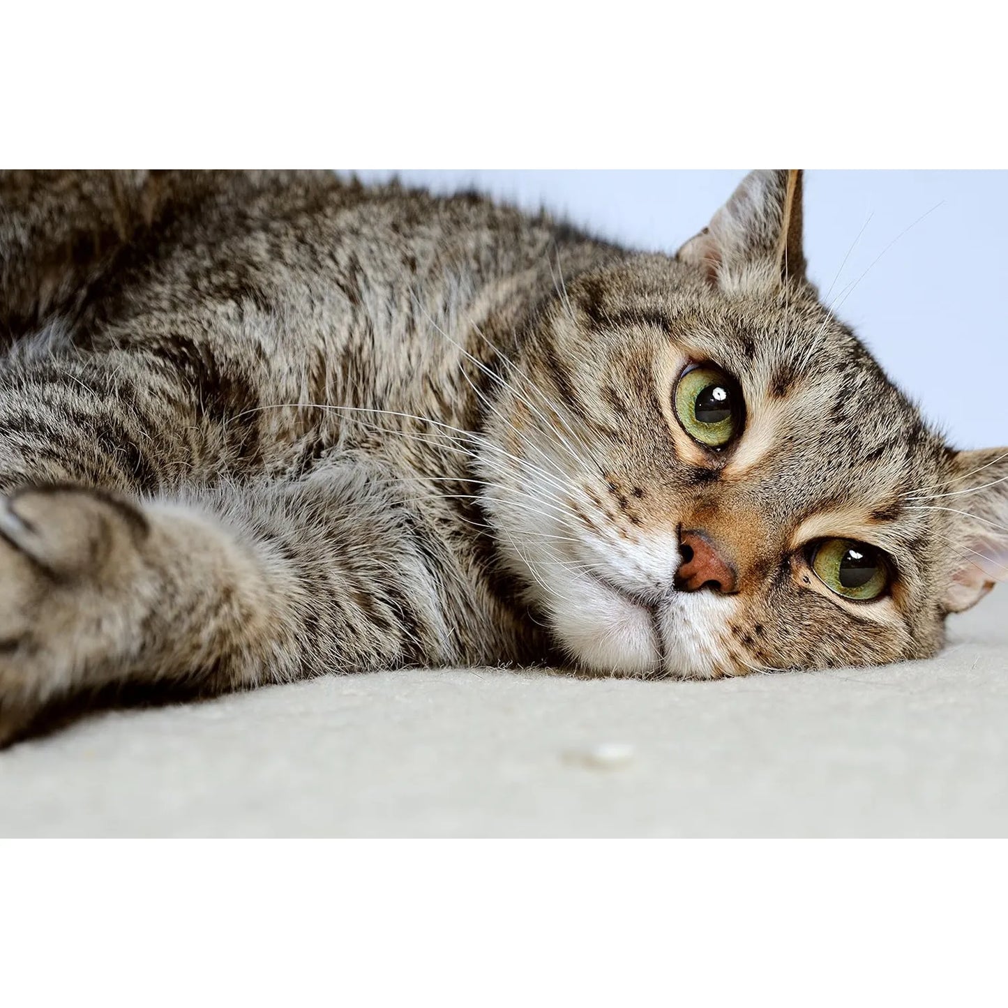 Probióticos En Polvo Para Gatos DrFormulas Trata Diarrea Con 23 Cepas