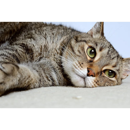 Probióticos En Polvo Para Gatos DrFormulas Trata Diarrea Con 23 Cepas