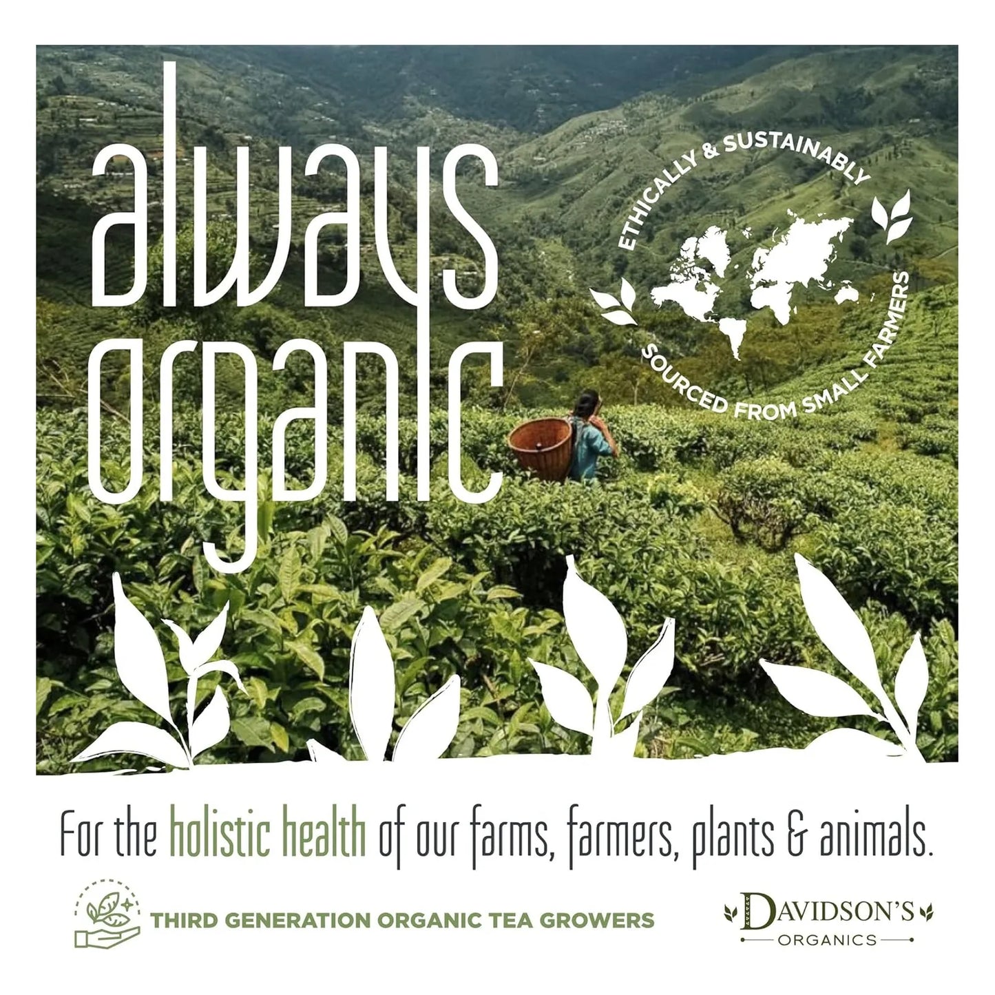 Té Davidson Sabor Frutas Exóticas 30 Bolsitas 45 Gramos Orgánico Y Delicioso
