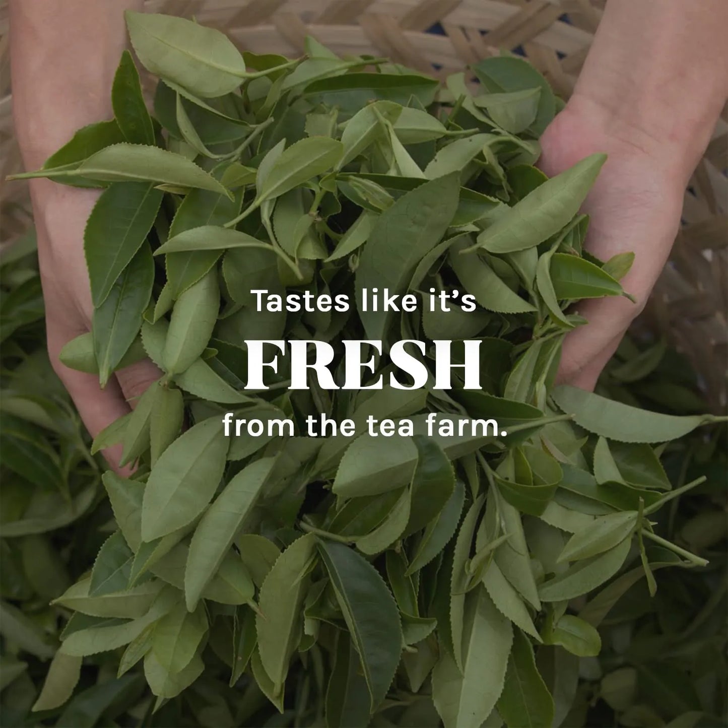 Paquete De 6 Bolsas De Té Chai Orgánico Surtido Sin Cafeína Uncle Lees Imperial