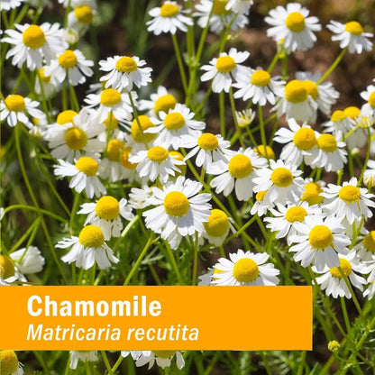 Extracto Liquido Organico De Manzanilla 120 Ml Calma Sistema Nervioso
