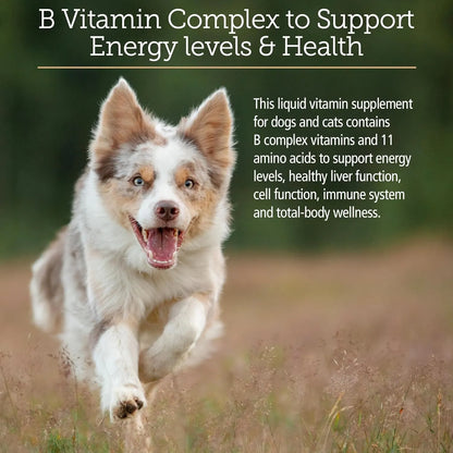 Complejo Líquido De Vitamina B Y Aminoácidos Para Gatos Y Perros Rx Vitamins Amino B Plex