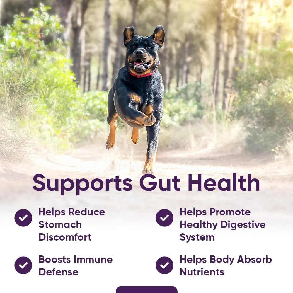 Probiótico 3 En 1 Para Perros Con Calabaza Mejora Digestión Y Salud Intestinal 90 Unidades