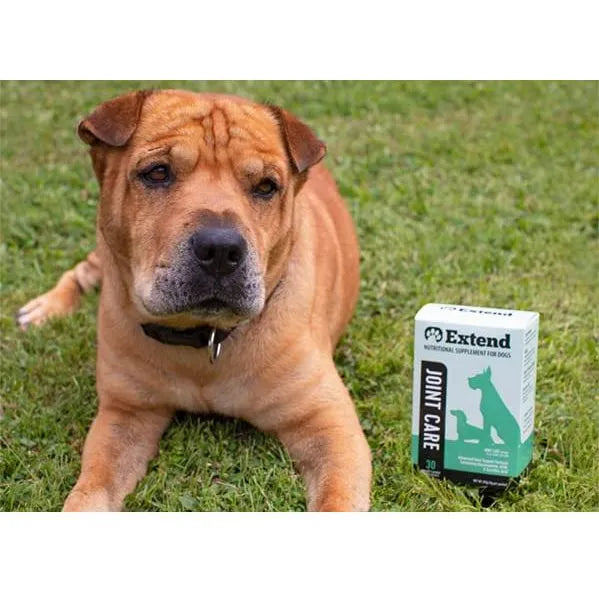 Suplemento Para Perros Glucosamina Con Msm Cuidado Articular Importado Eeuu