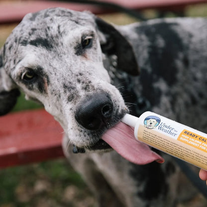 Suplemento Calorías Altas Para Perros 100 Cc Aumento De Peso 10 Vitaminas