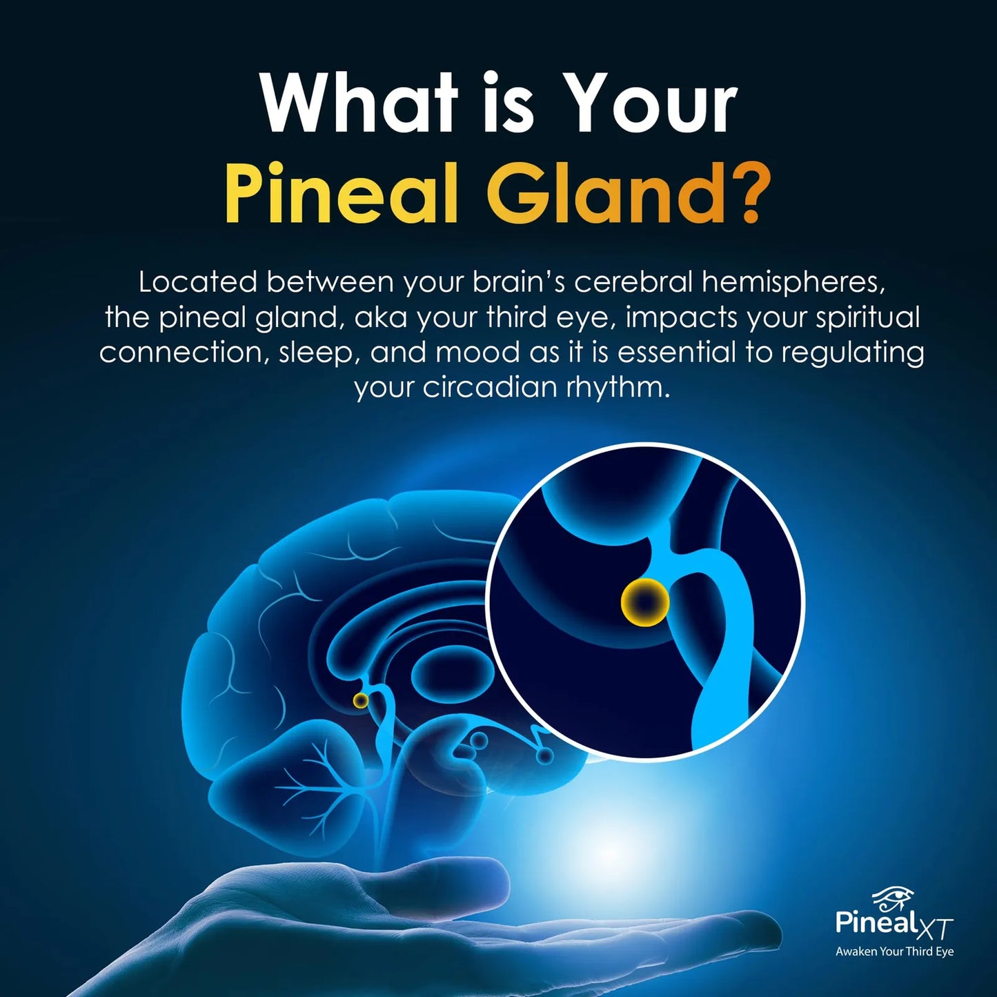 Pineal XT Gold Suplemento Para Descalcificar La Glandula Pineal Y Activar El Tercer Ojo