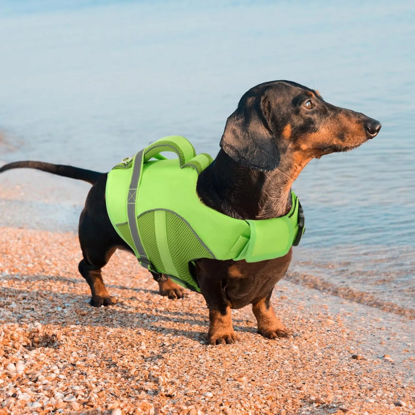 Chaleco Salvavidas Perros Ripstop Flotante Ajustable Queenmore Seguridad Y Estilo