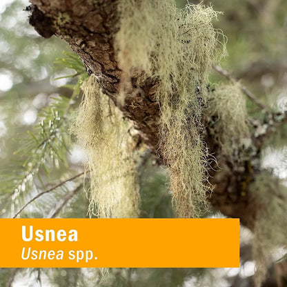 Extracto Liquido De Usnea Herb Pharm Limpieza Y Desintoxicacion 4 Onzas