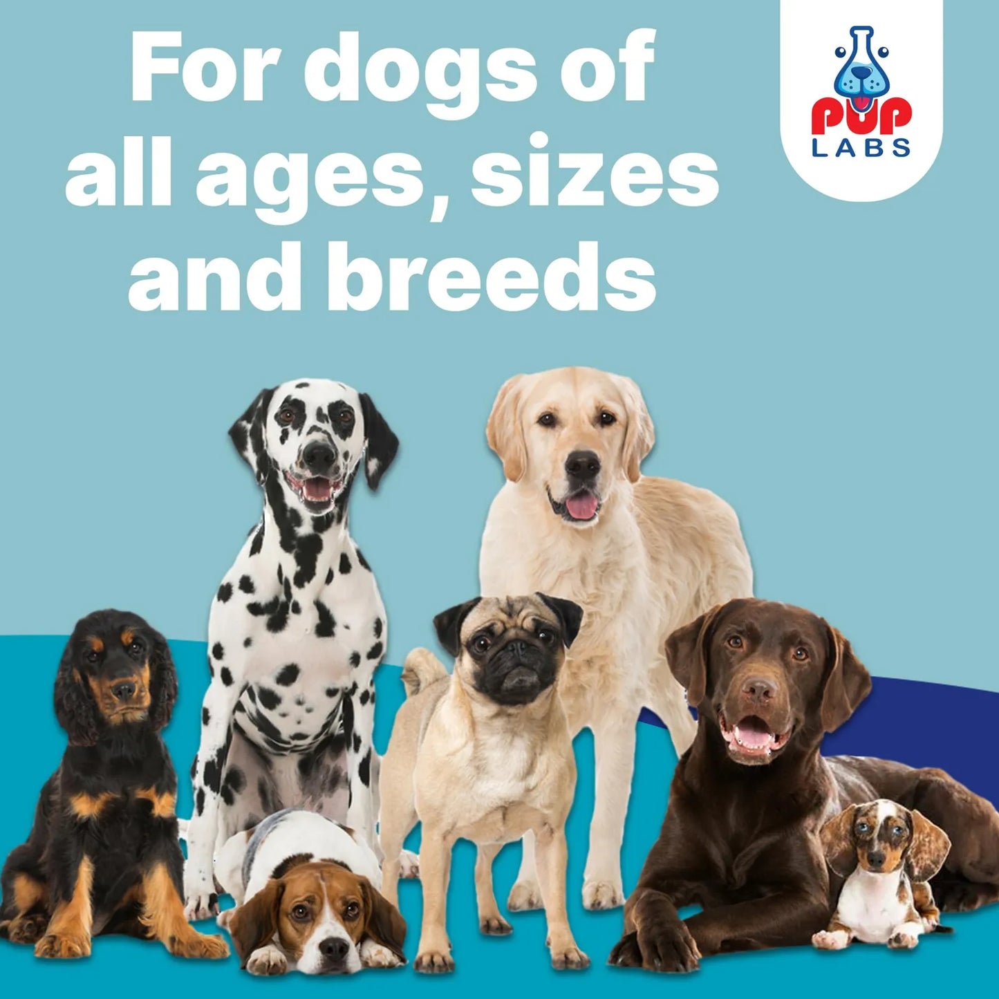 Probióticos Esenciales Para Perros Salud Intestinal Y Bienestar