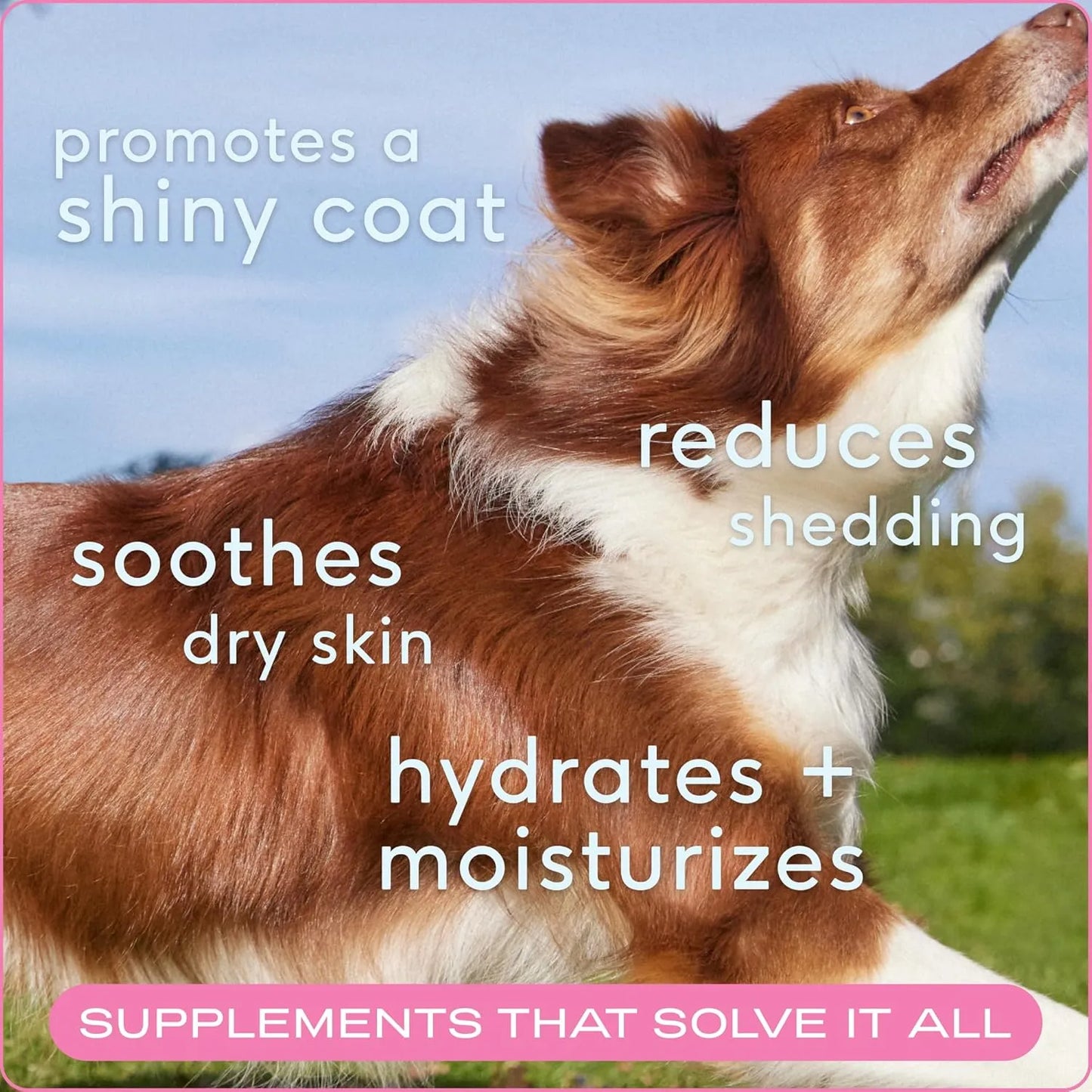 Masticables Omega Para Piel Y Pelaje Perro Saludable Brillan Importaciones Gold