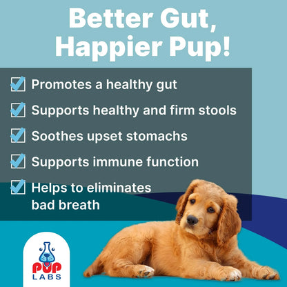 Probióticos Esenciales Para Perros Salud Intestinal Y Bienestar
