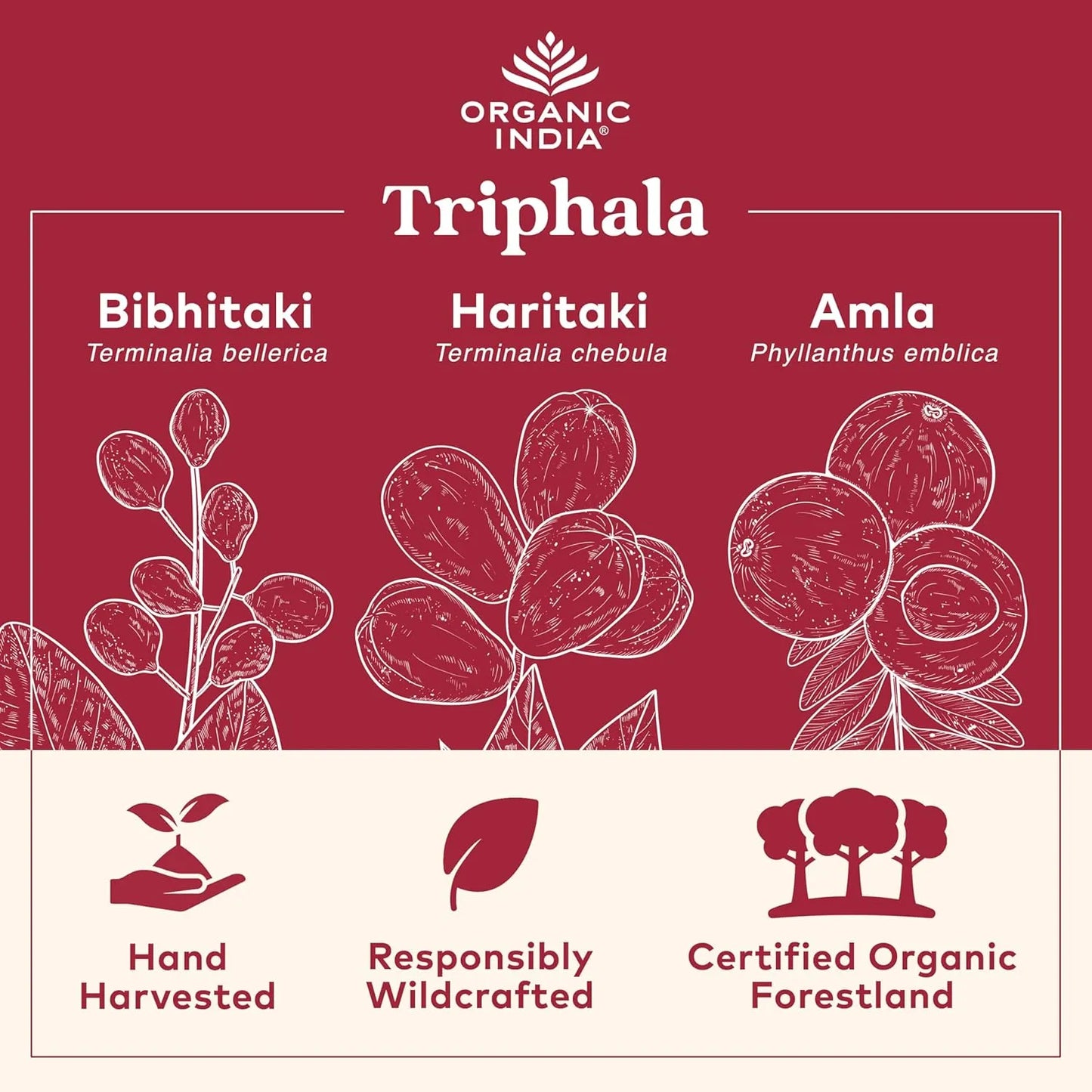 Triphala Organica Con Amla Bibhitaki Haritaki Apoyo Digestivo Y Colon
