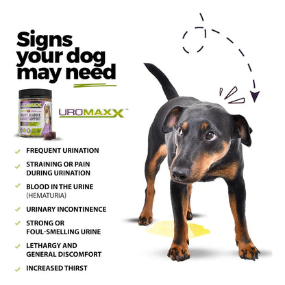 Tratamiento Masticable UroMAXX Para Infeccion Urinaria En Perros Sabor Pollo Natural