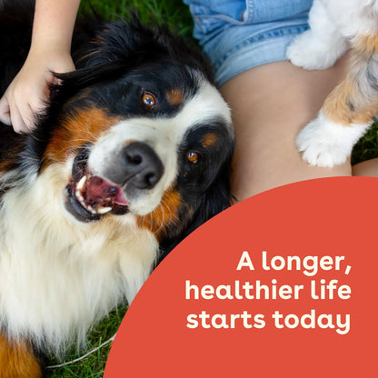 Suplemento Salud Intestinal E Inmunidad Para Perros Sabor Mantequilla De Maní 60 Masticables