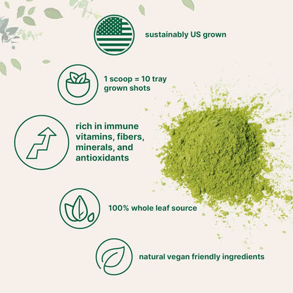 Hierba De Trigo Organica En Polvo 16 Onzas Superalimento Rico En Vitaminas Y Minerales