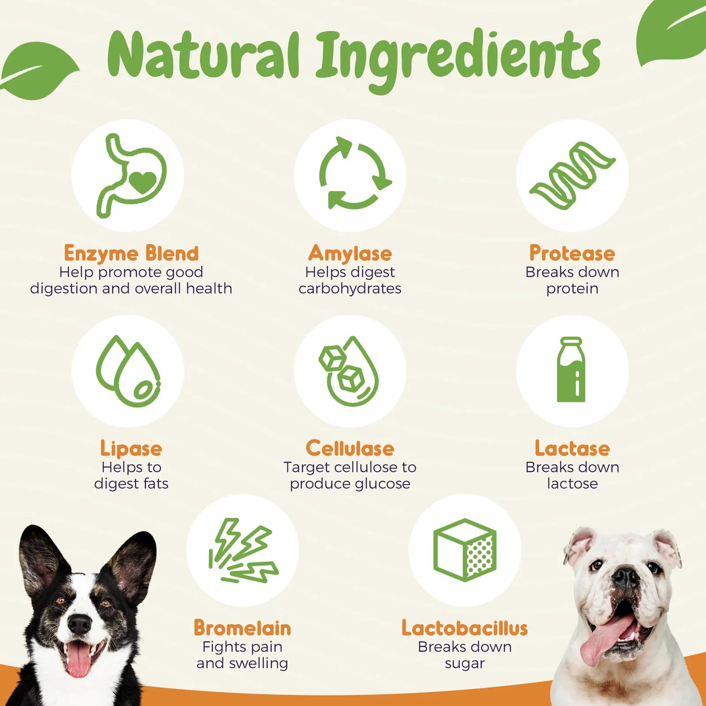 Probióticos Para Perros Con Enzimas Digestivas Salud Intestinal Y Soporte Inmunológico