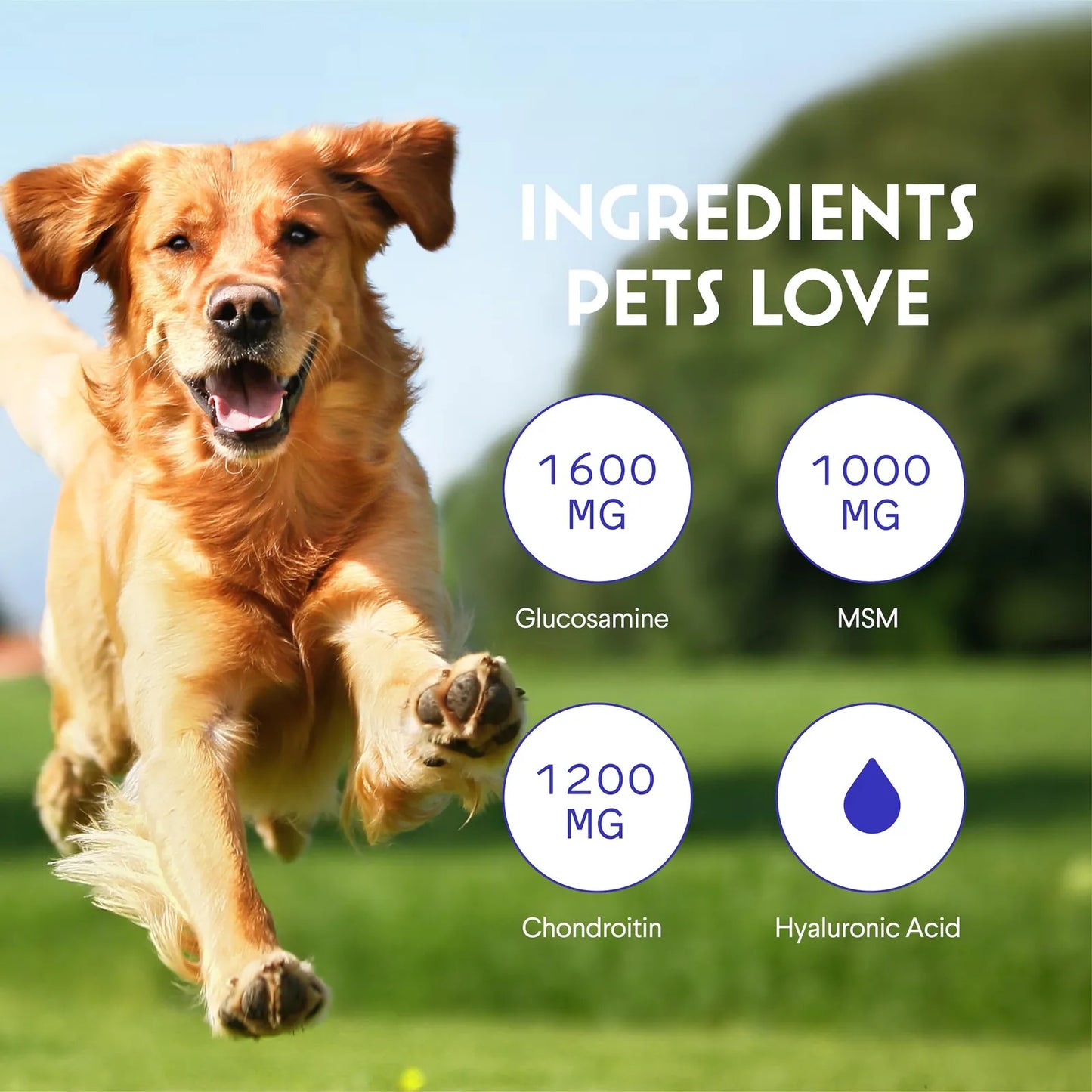 Glucosamina Líquida Premium Para Perros Apoyo Articular Con Condroitina Y MSM 16 Oz
