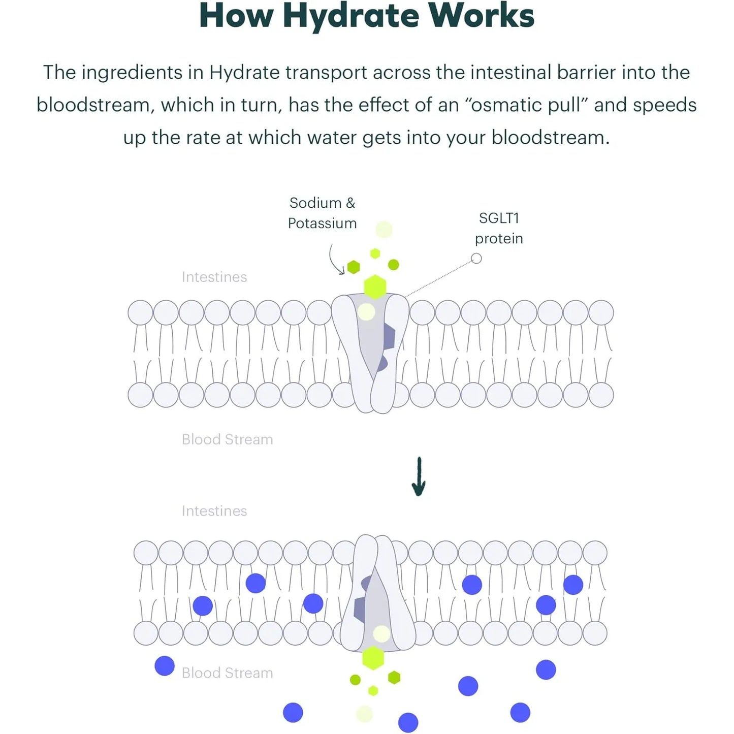 Combo Clásico Hidratante Restaurador Rehidratación Energetica DHM Solución Oral