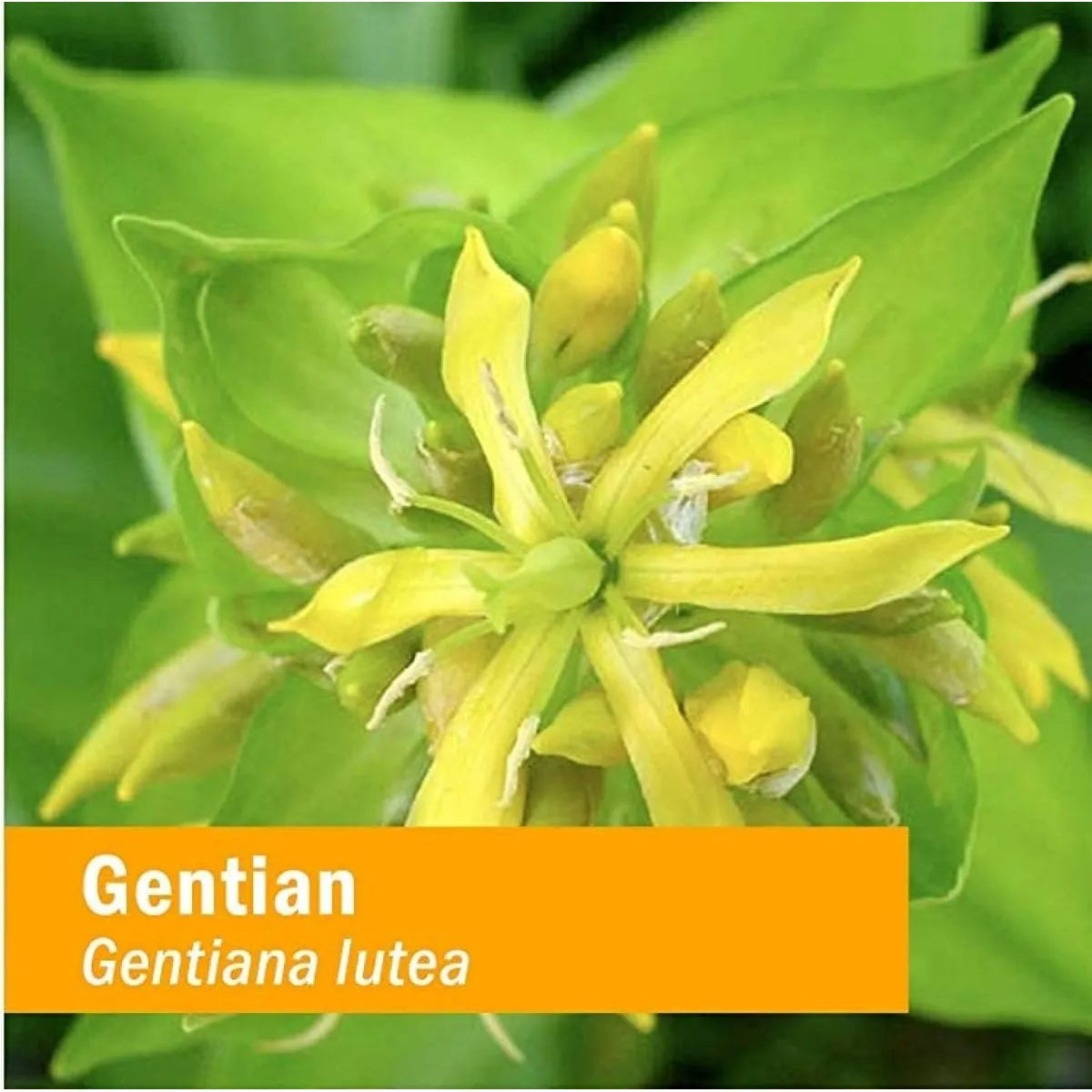 Extracto Liquido Organico De Genciana 120ml Apoyo Digestivo Certificado