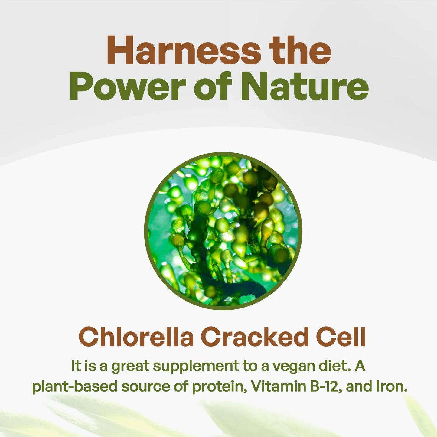 Polvo De Chlorella Verde Puro Rico En Vitaminas Minerales Y Antioxidantes Superalimento Natural