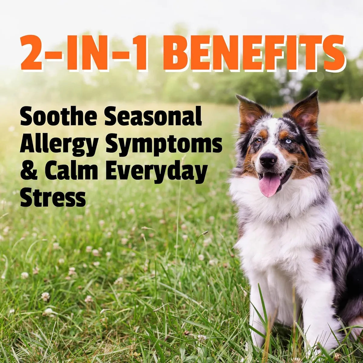 Suplemento Allergy Plus Masticable Suave Para Perros Sabor Premium Alivia Alergias