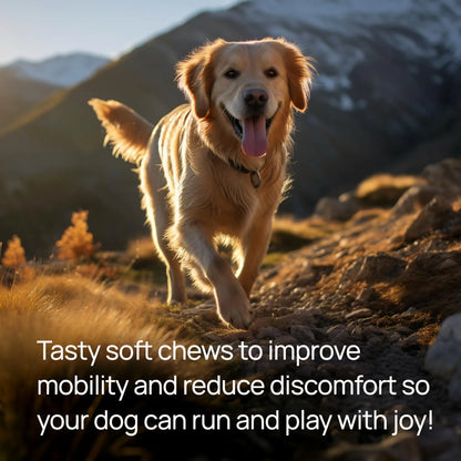 Suplemento Articular Para Perros Con Glucosamina Condroitina MSM Mejillones Y Cúrcuma Importado EE UU