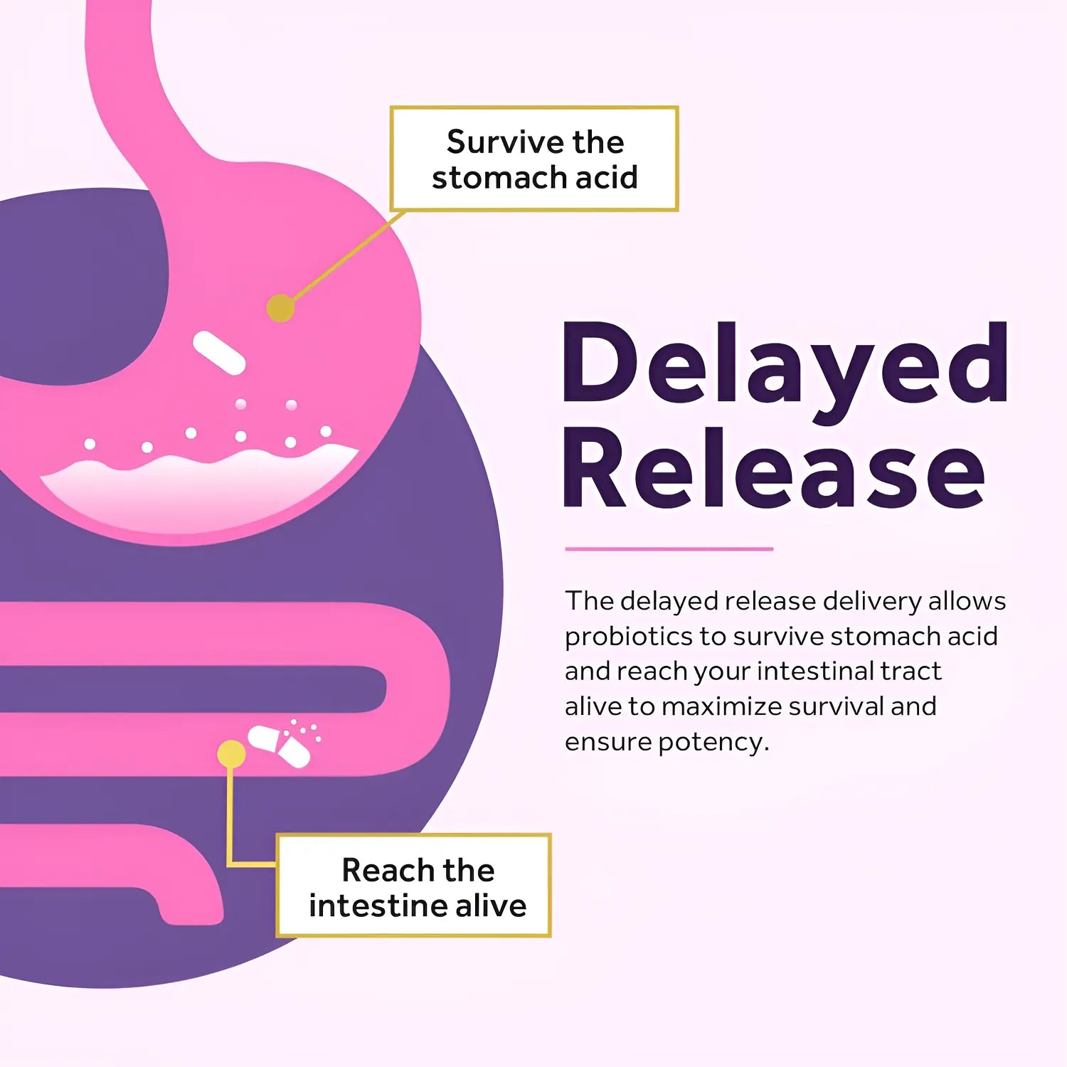 Probiótico Para Mujeres Doctor's Recipes 60 Cápsulas Salud Digestiva Y Vaginal - Imagen 9