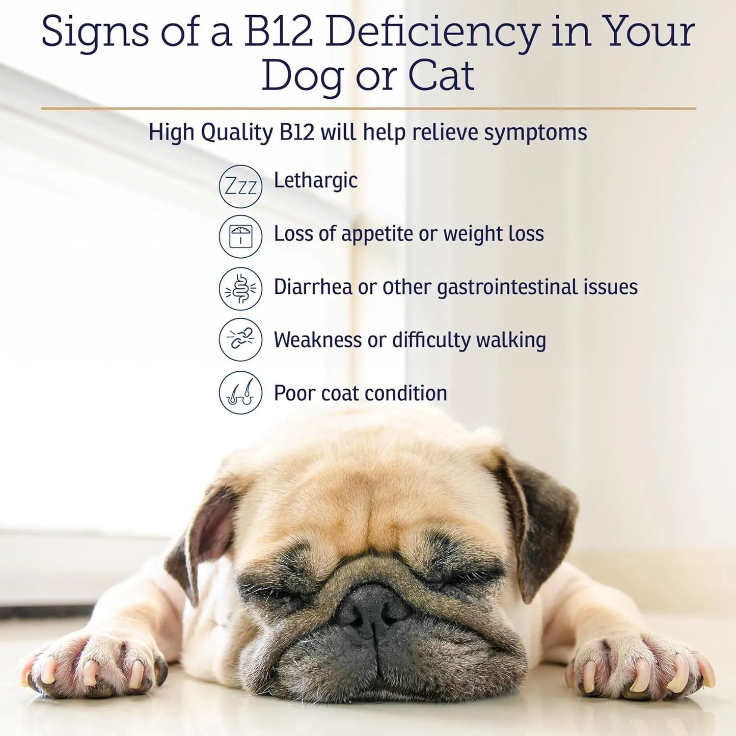Vitamina B12 Para Perros Y Gatos Apoyo Digestivo Metabólico Y Nervioso