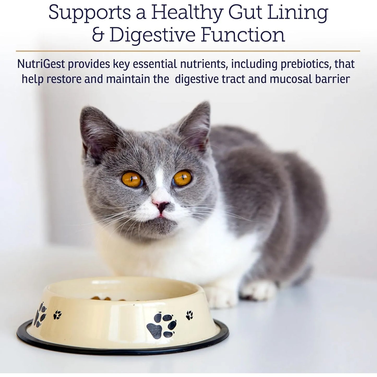 Capsulas Nutrigest Para Gatos Y Perros Probióticos Con Glucosamina Salud Digestiva