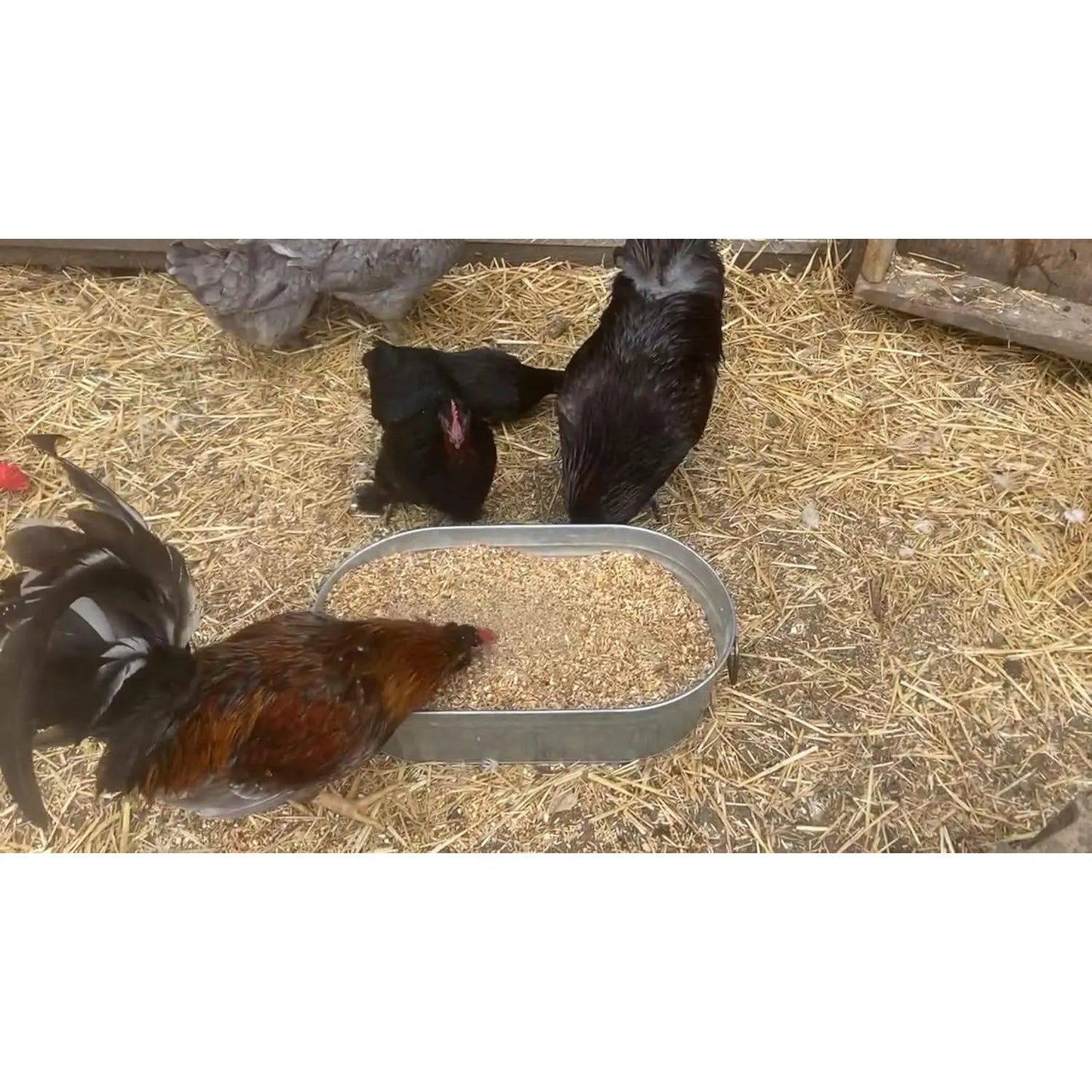 Vitaminas De Pollo Refuerzo De Huevos Aves Corral 680 Gramos Nutricion Premium