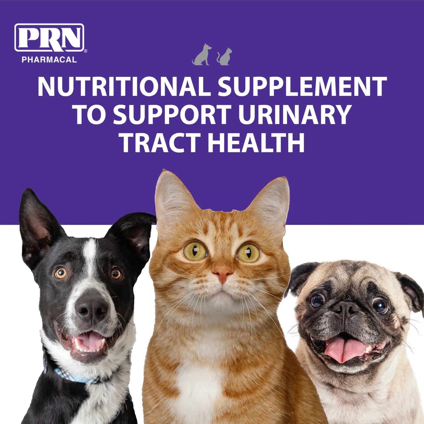 Suplemento Masticable De Arándano Para Perros Y Gatos Salud Urinaria 60 Tabletas