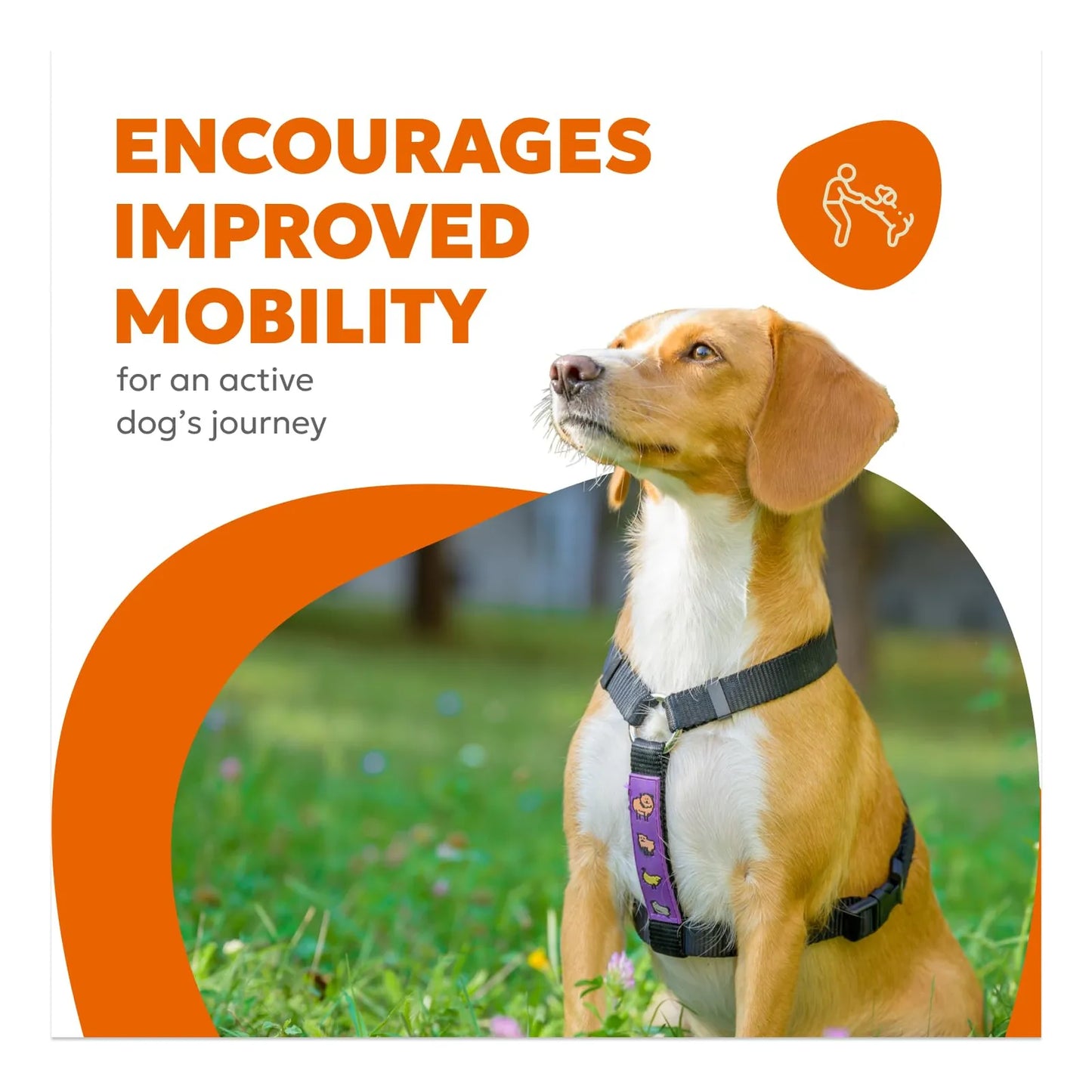 Masticables Suaves Para Perros Con Glucosamina Colágeno Y Cúrcuma Soporte Articular
