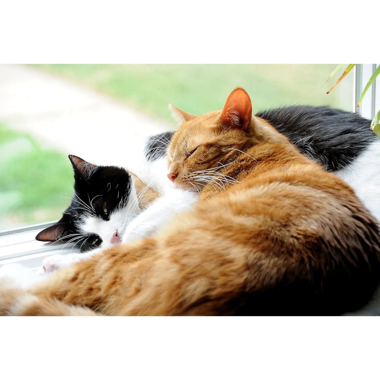 Probióticos En Polvo Para Gatos DrFormulas Trata Diarrea Con 23 Cepas