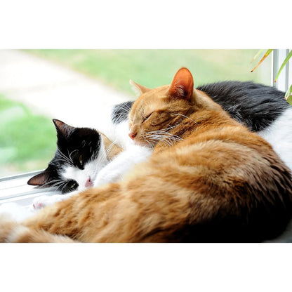 Probióticos En Polvo Para Gatos DrFormulas Trata Diarrea Con 23 Cepas